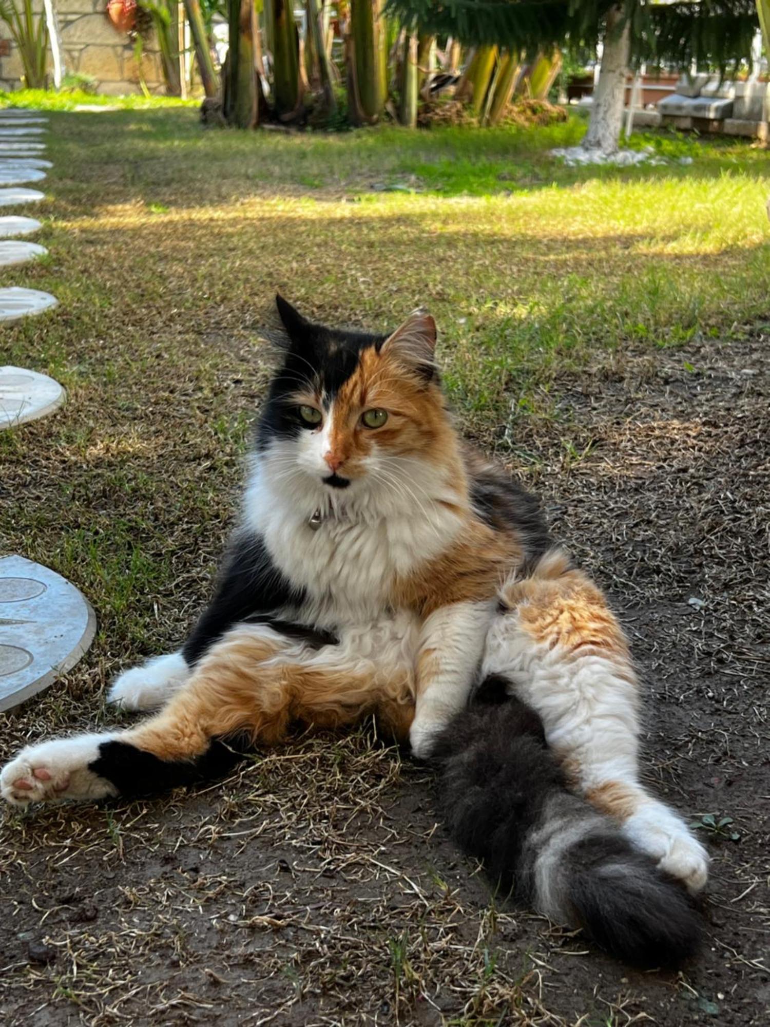 Luna Alaçatı Luaran gambar